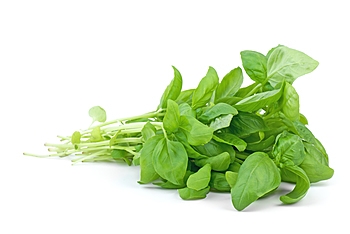Herbs, Basil, Green, Fresh