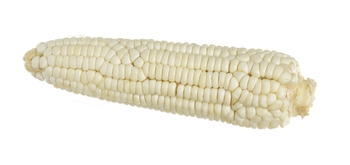 Corn, White, Shucked