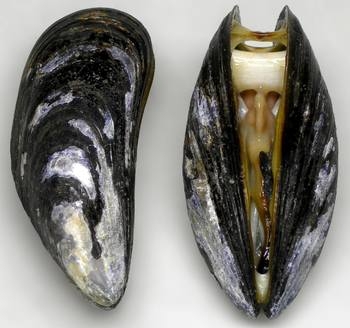 Mussel PEI 10-20 ct Live In-Shell Farmed Fresh 5 Lb
