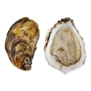Oyster Blue Point In Shell Live Wild