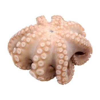 Octopus, Flower, T-5, 2-3 Lb Avg