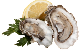 Oyster Pacific In Shell Live Farmed