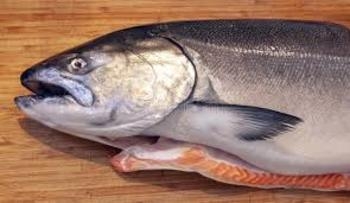Salmon Scottish Drsd 5/6 Kg Farmed Fresh